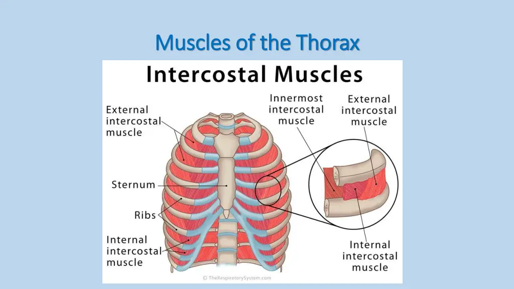 muscles of the thorax muscles of the thorax 1