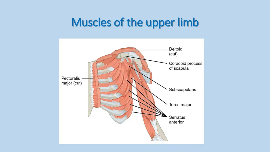 muscles of the upper limb muscles of the upper 1