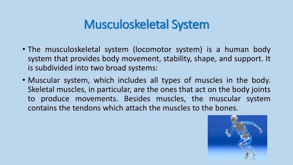 musculoskeletal system musculoskeletal system 1