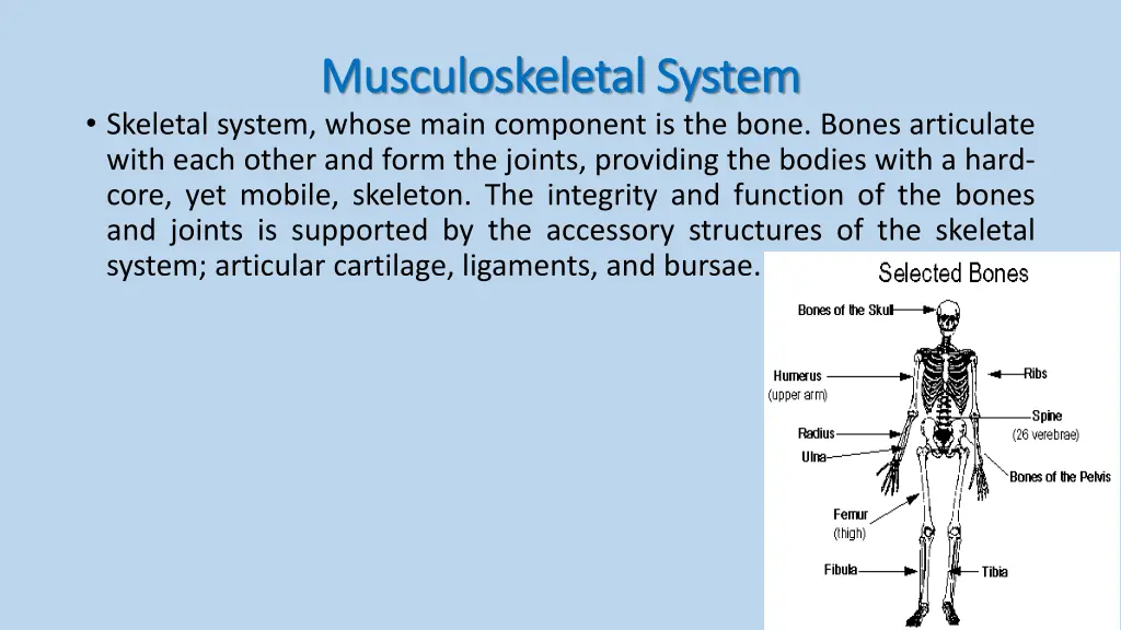 musculoskeletal system musculoskeletal system 2