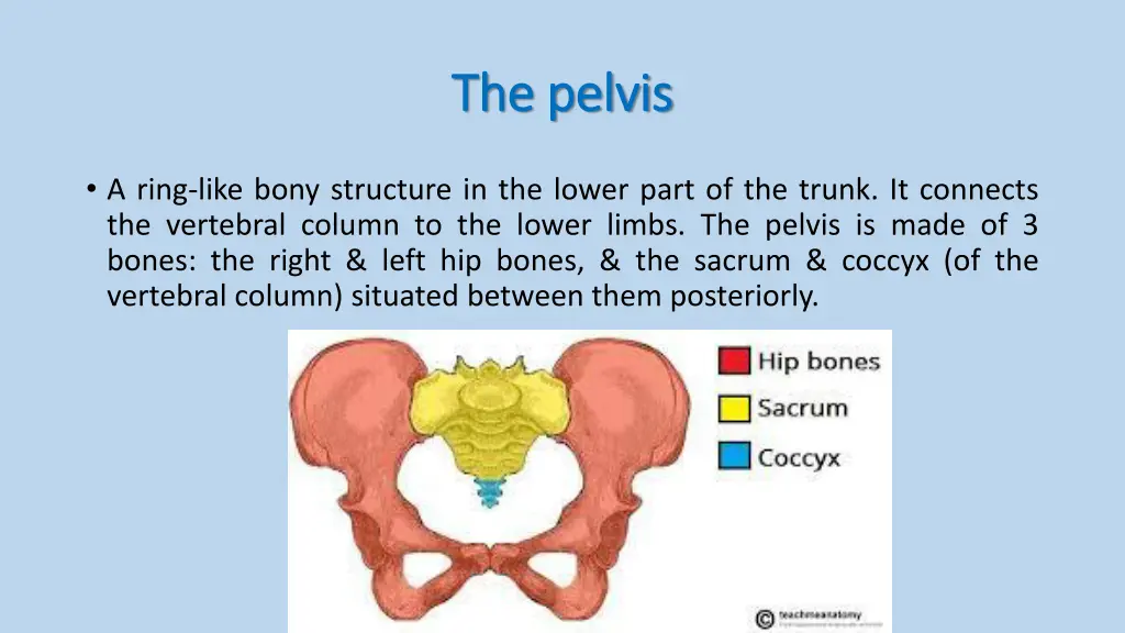 the pelvis the pelvis