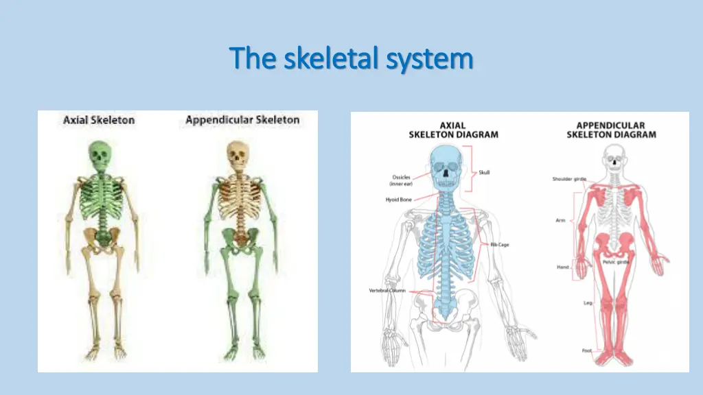 the skeletal system the skeletal system 1