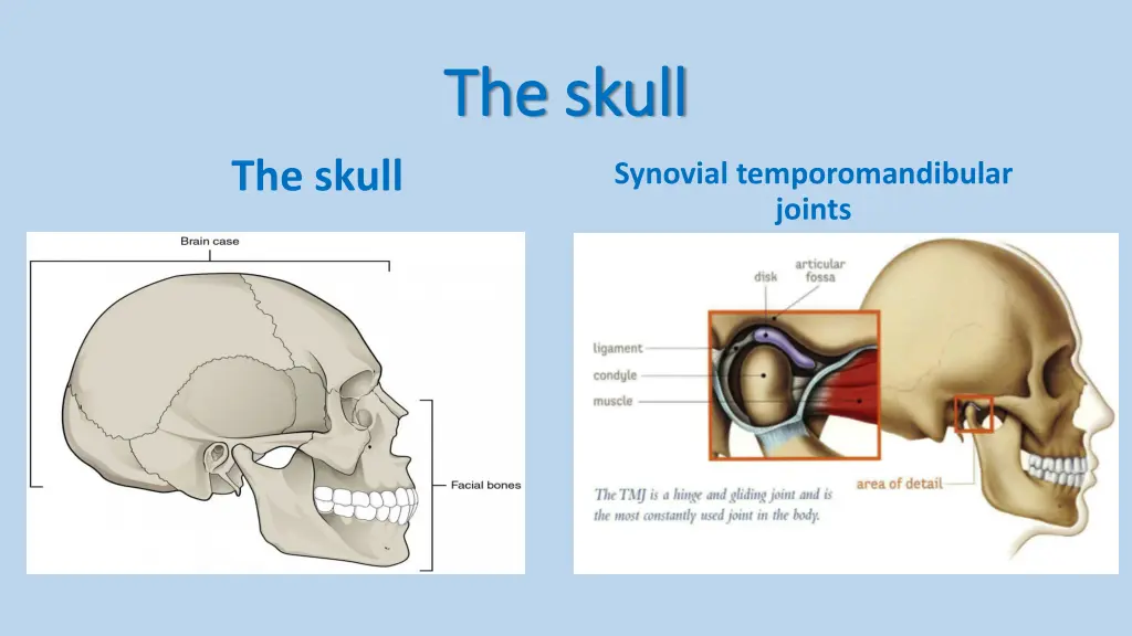 the skull the skull