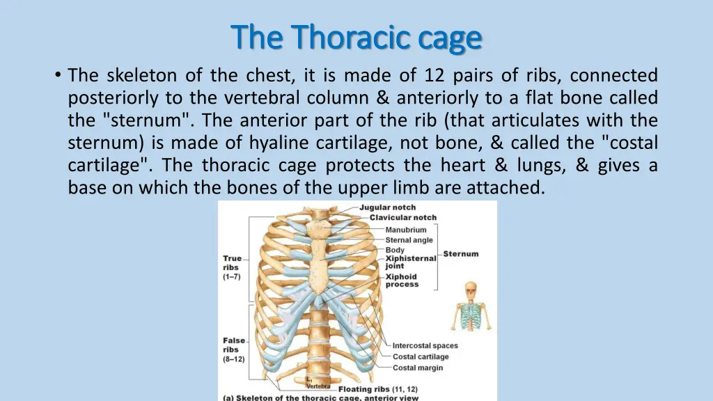 the thoracic cage the thoracic cage