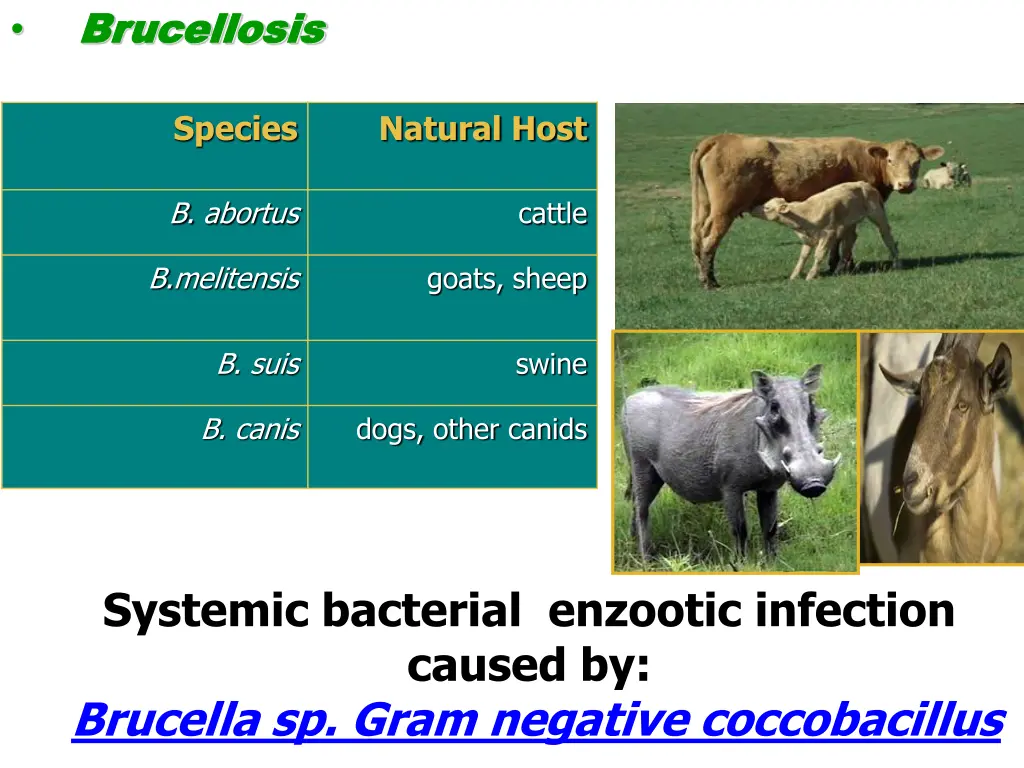 brucellosis brucellosis