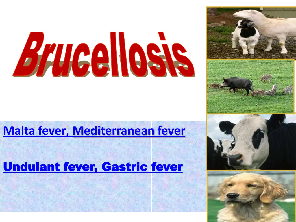 brucellosis