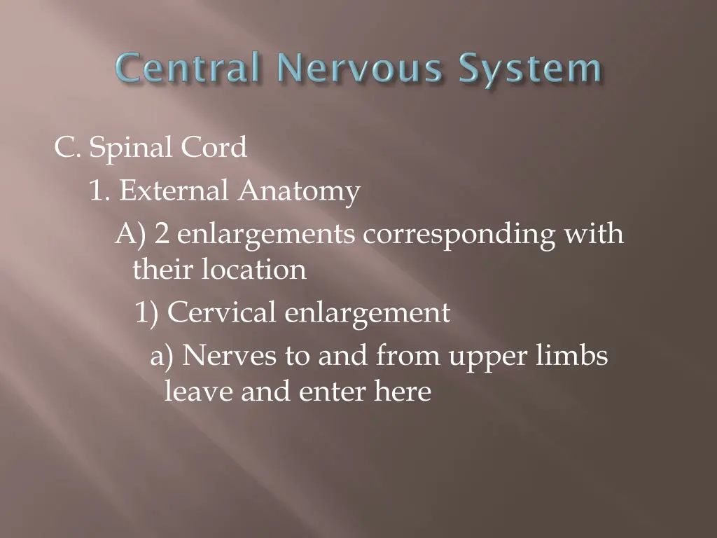 c spinal cord 1 external anatomy a 2 enlargements