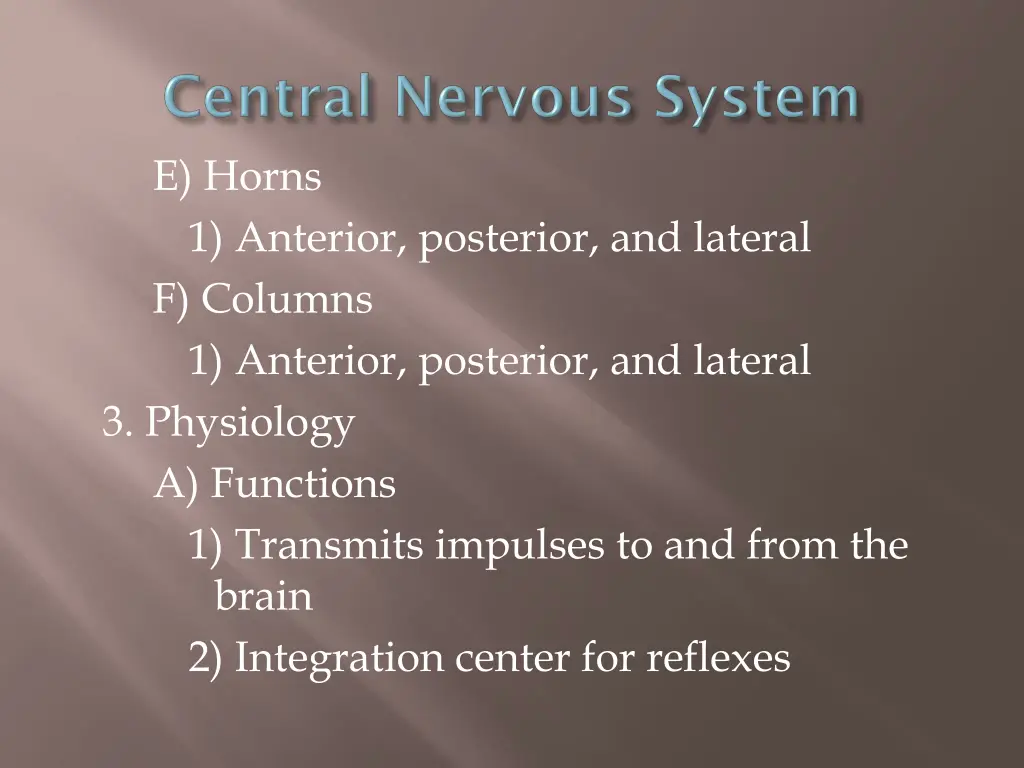 e horns 1 anterior posterior and lateral