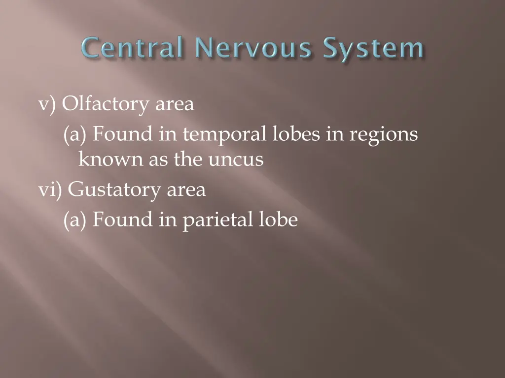 v olfactory area a found in temporal lobes