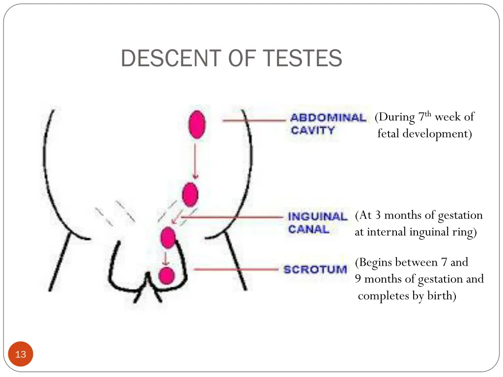 descent of testes