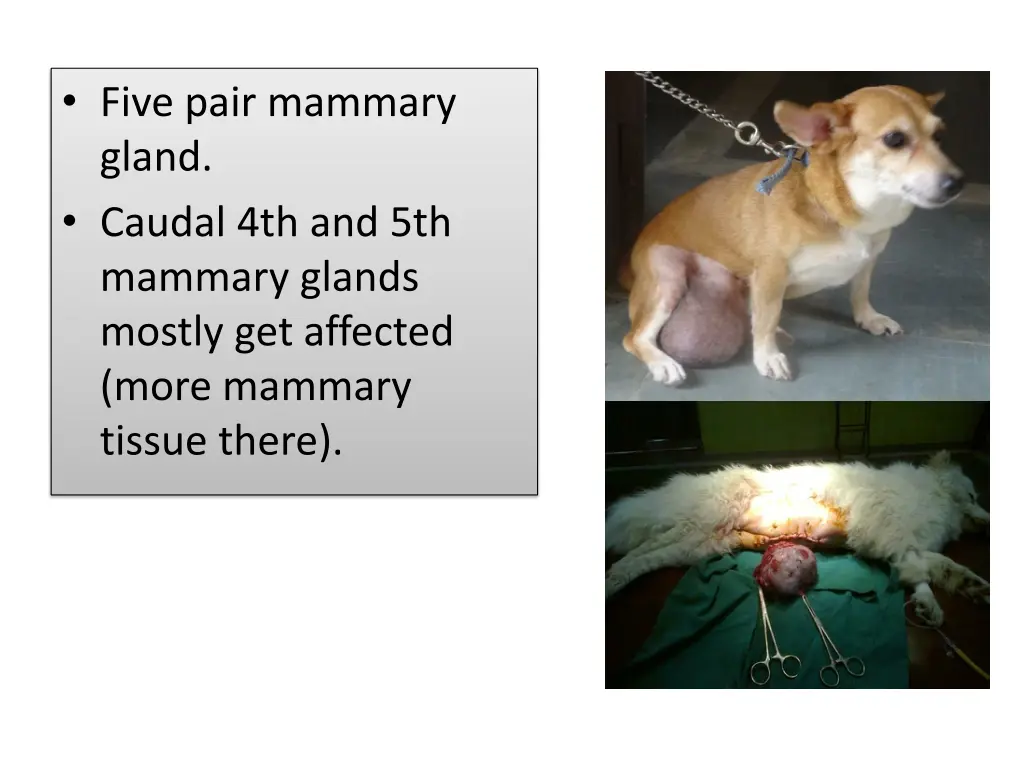 five pair mammary gland caudal