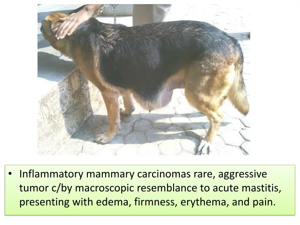 inflammatory mammary carcinomas rare aggressive