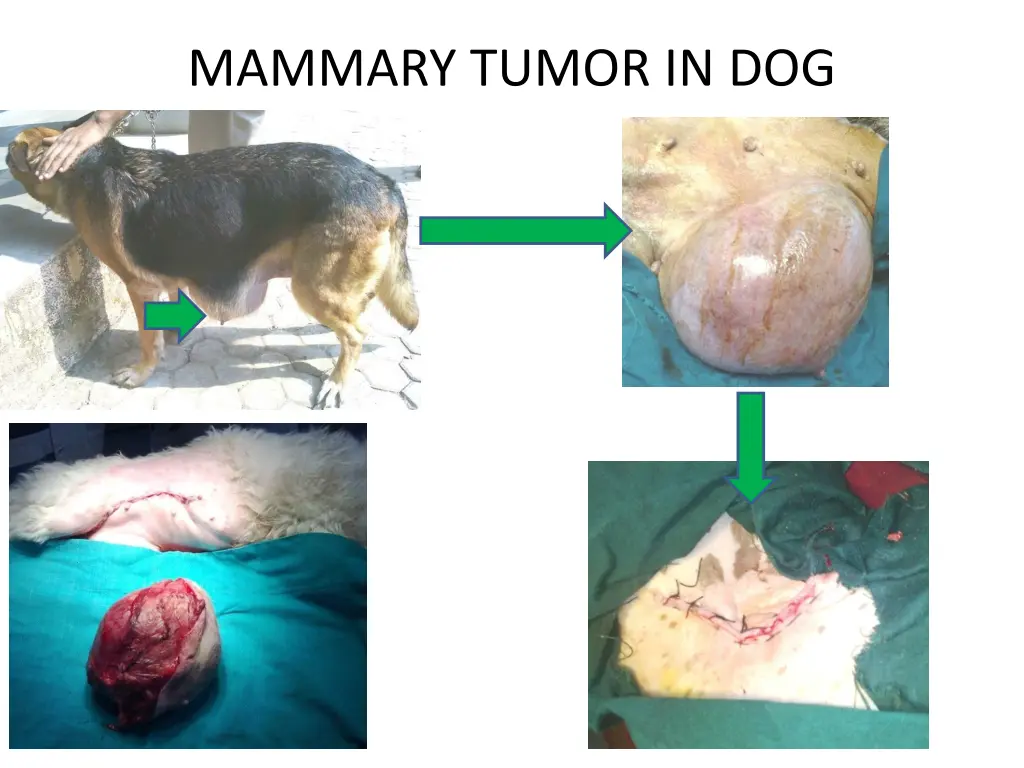 mammary tumor in dog