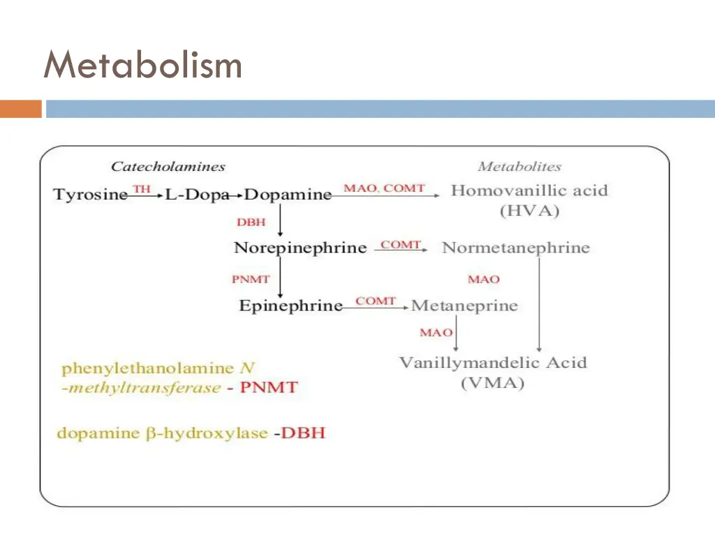 metabolism