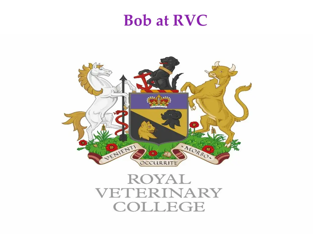 bob at rvc