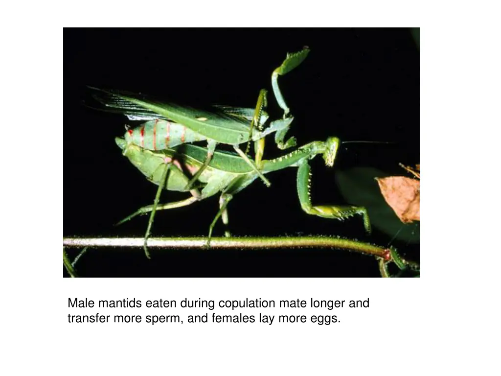 male mantids eaten during copulation mate longer