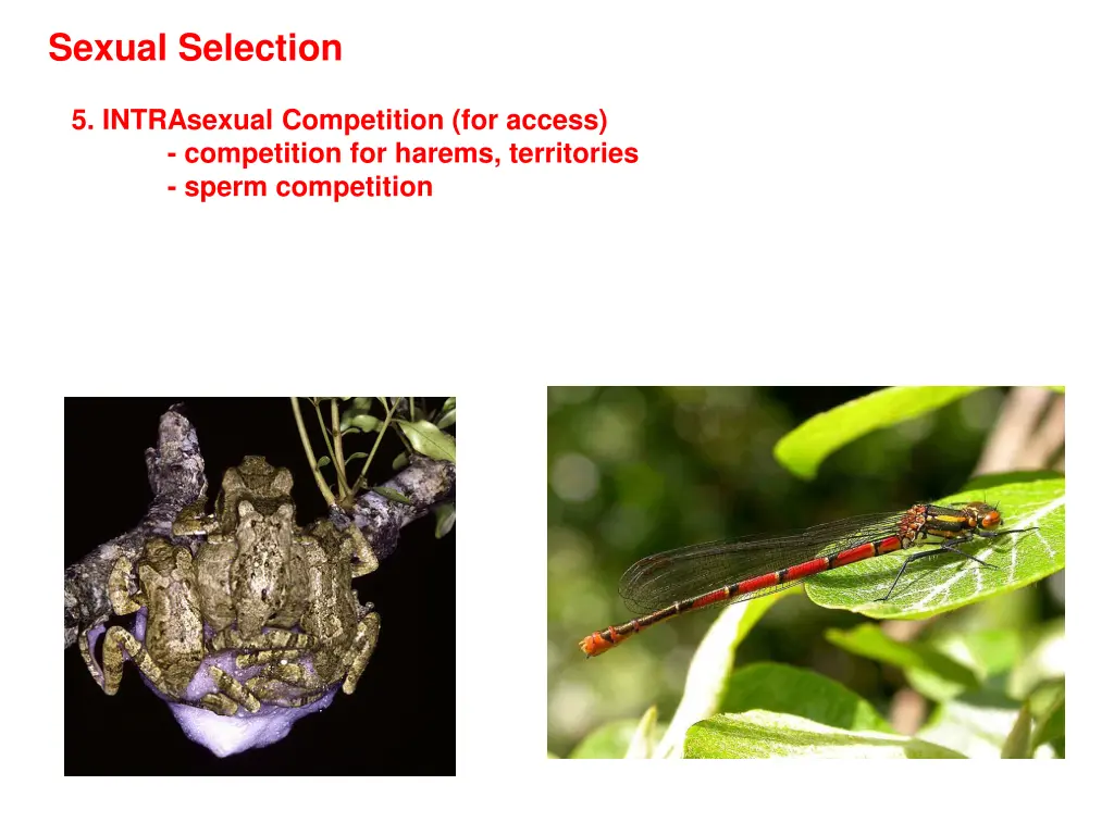 sexual selection 3