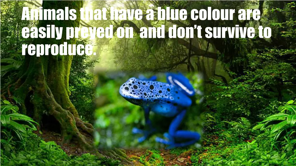 animals that have a blue colour are easily preyed