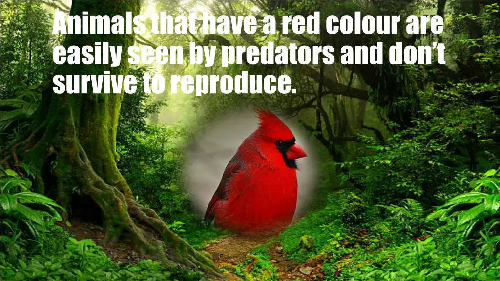 animals that have a red colour are easily seen