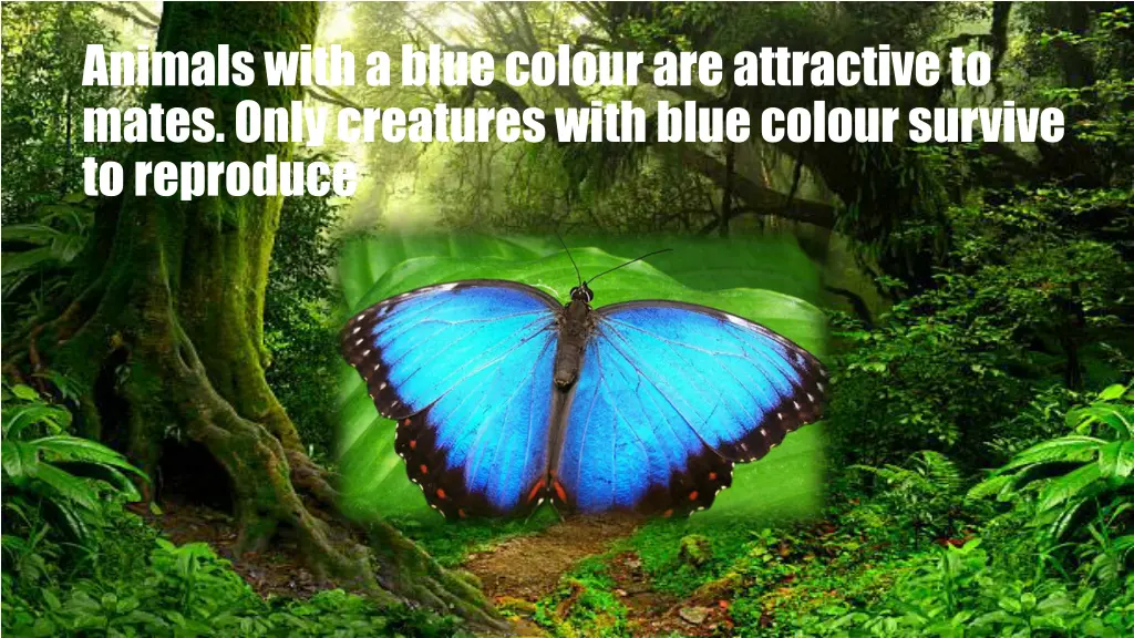 animals with a blue colour are attractive