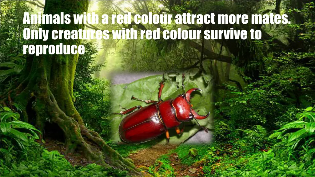 animals with a red colour attract more mates only