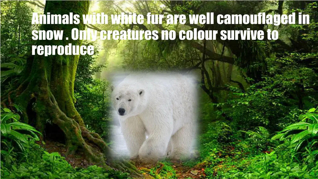 animals with white fur are well camouflaged