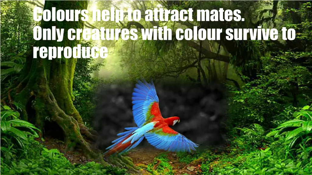 colours help to attract mates only creatures with