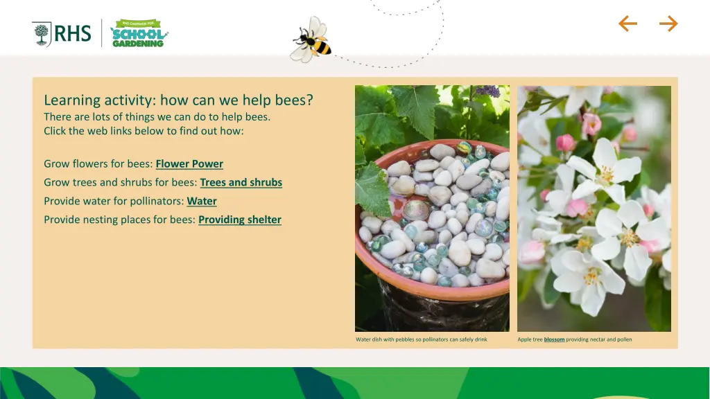 learning activity how can we help bees there