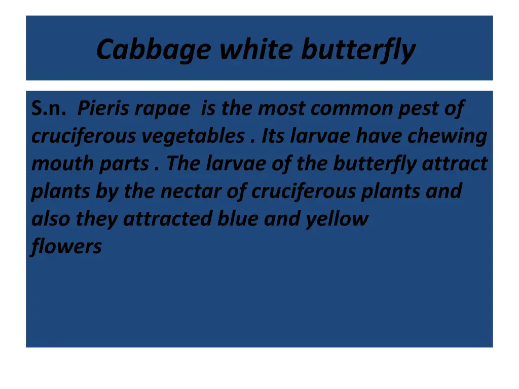 cabbage white