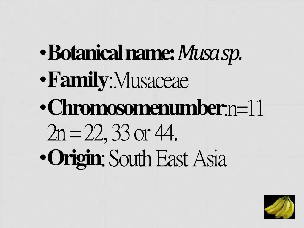 botanicalname musasp family musaceae