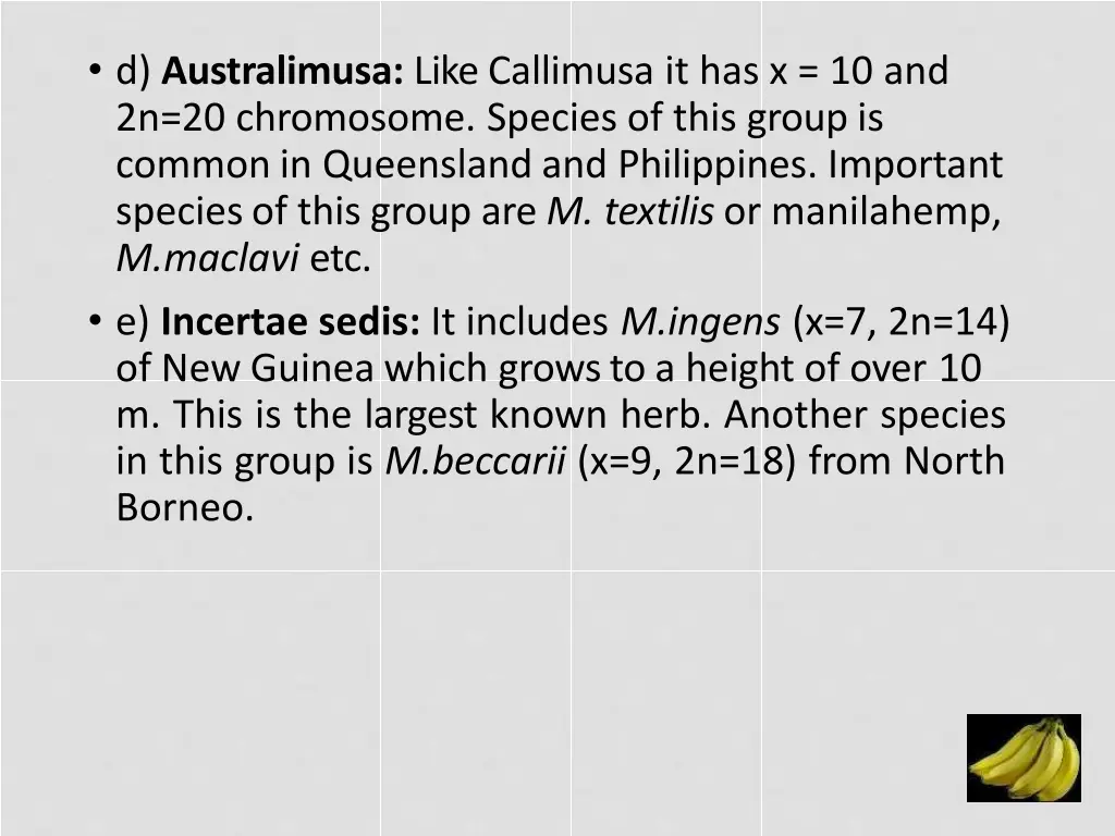 d australimusa like callimusa