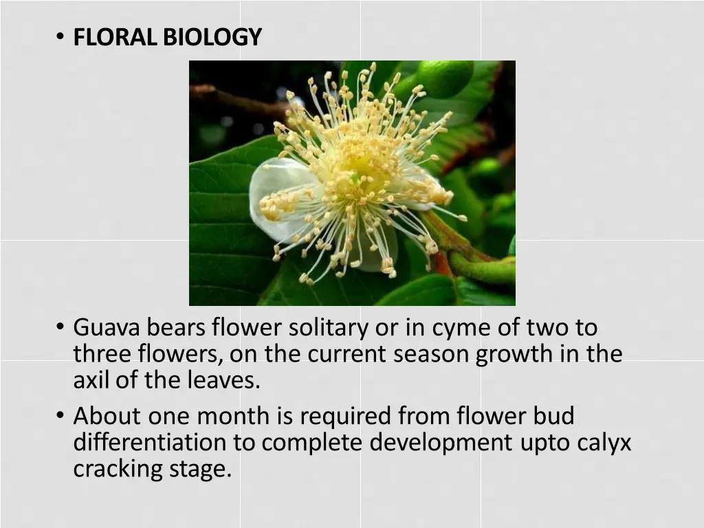 floralbiology