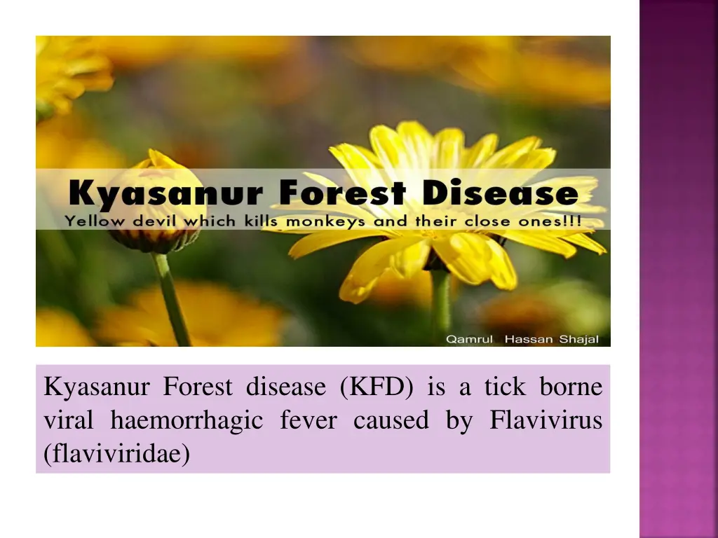 kyasanur forest disease kfd is a tick borne viral