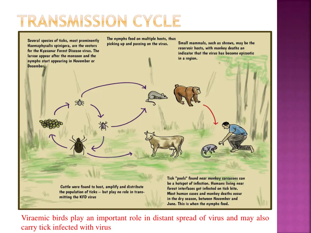 transmission cycle