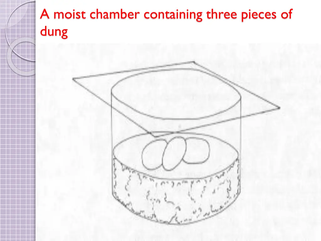 a moist chamber containing three pieces of dung