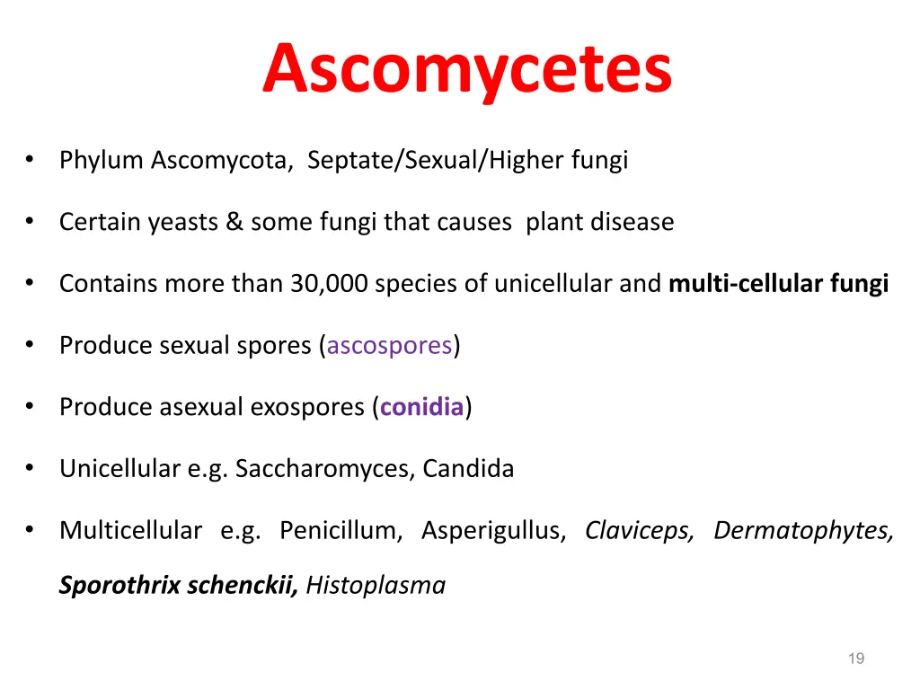 ascomycetes