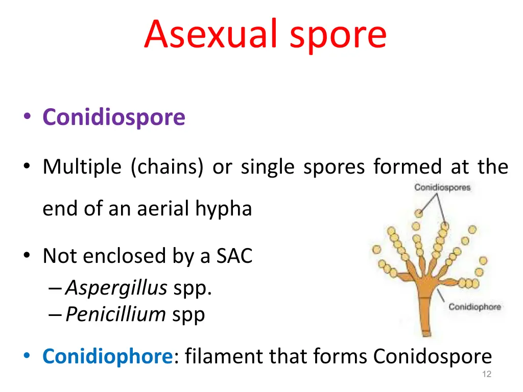 asexual spore