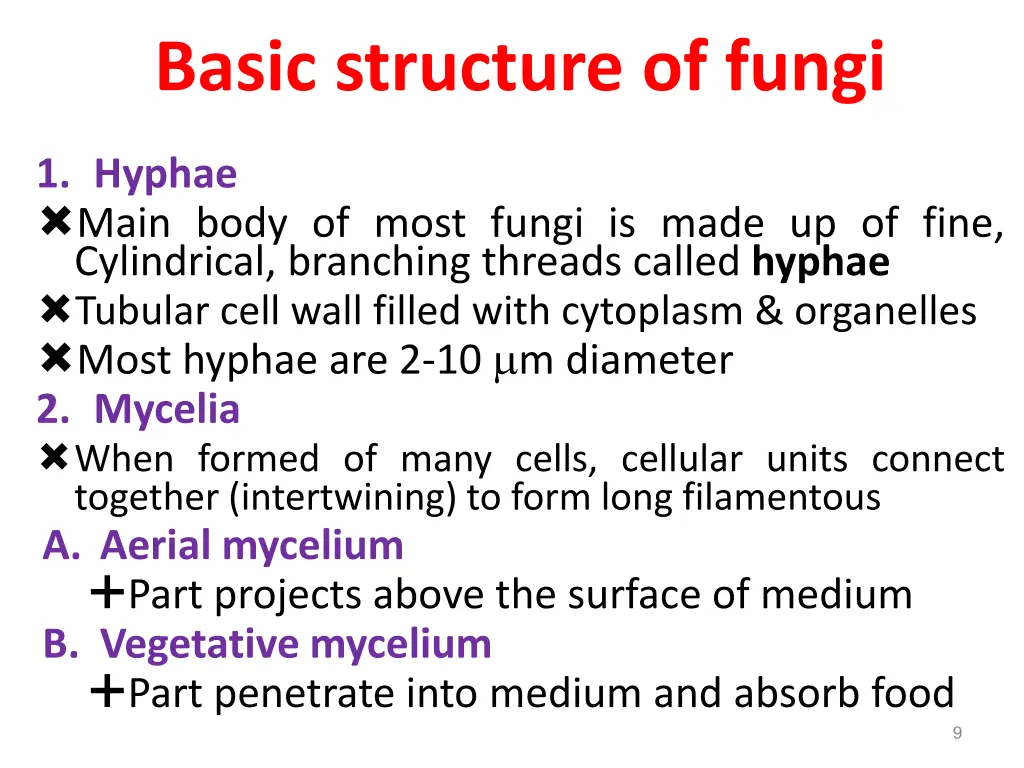 basic structure of fungi