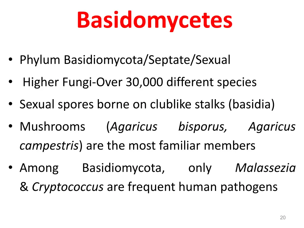 basidomycetes