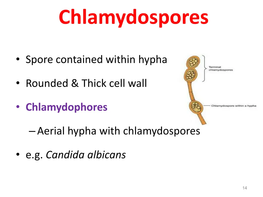 chlamydospores