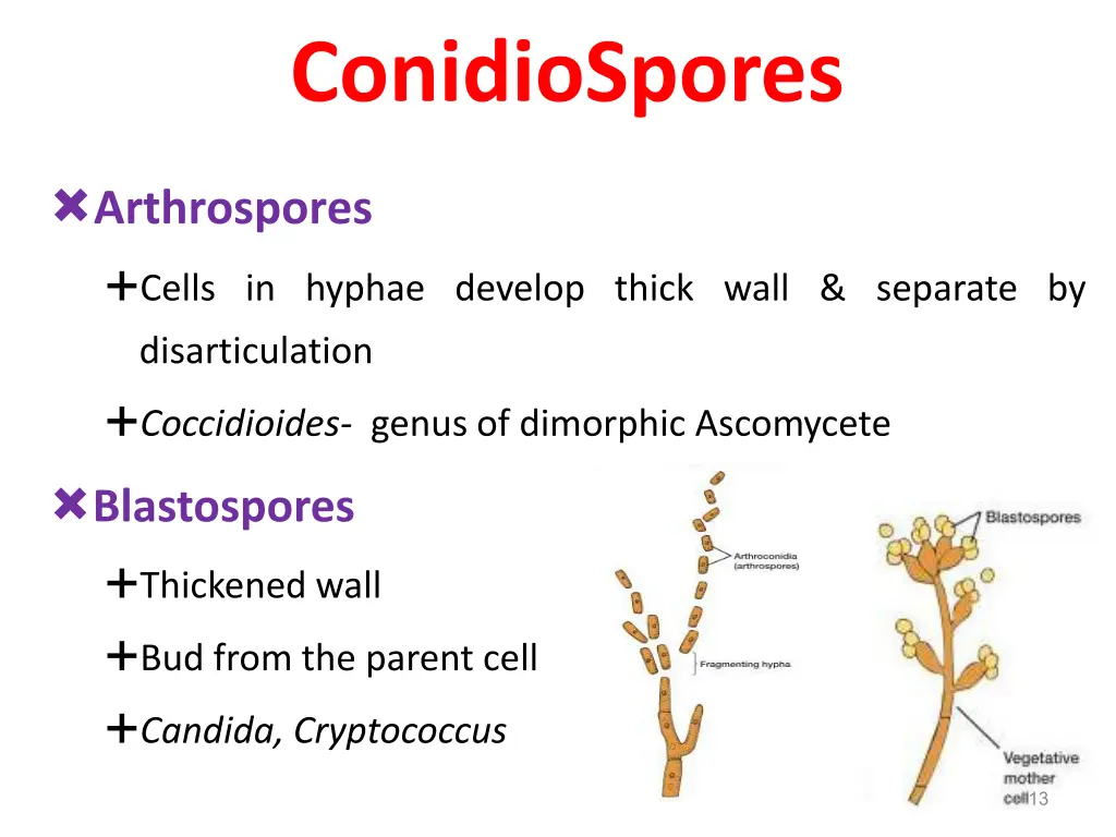 conidiospores