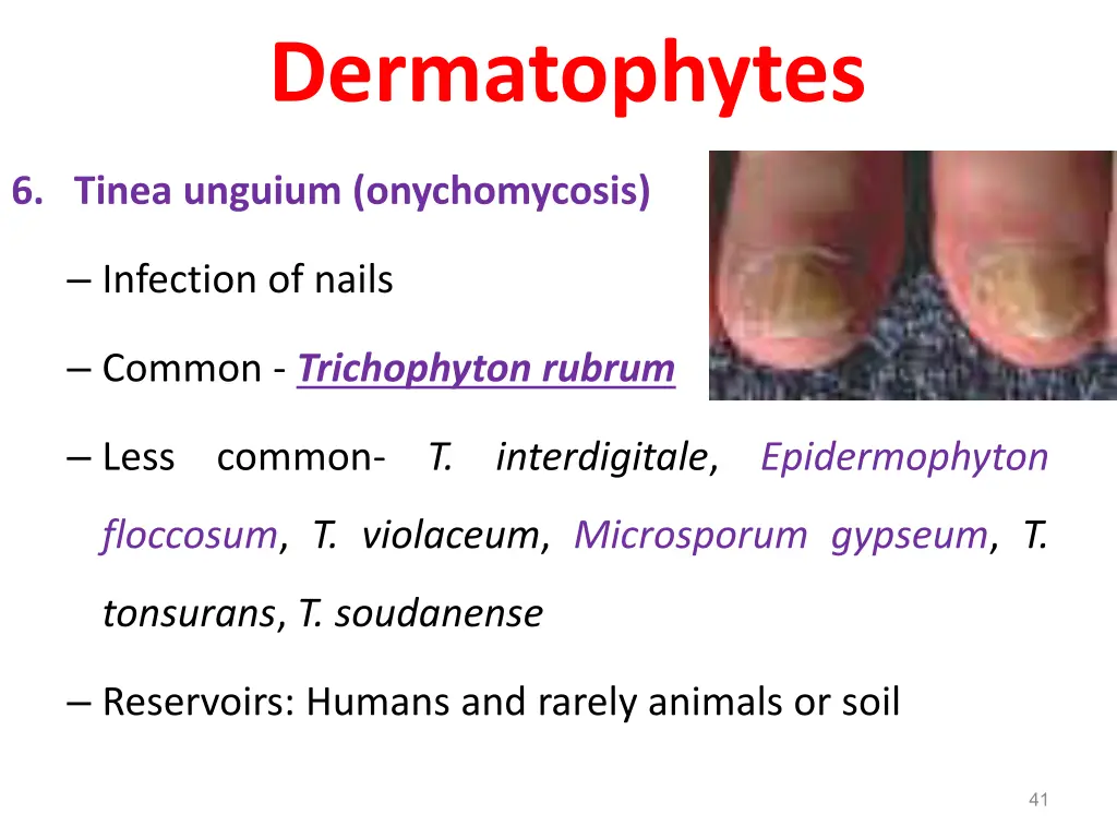 dermatophytes