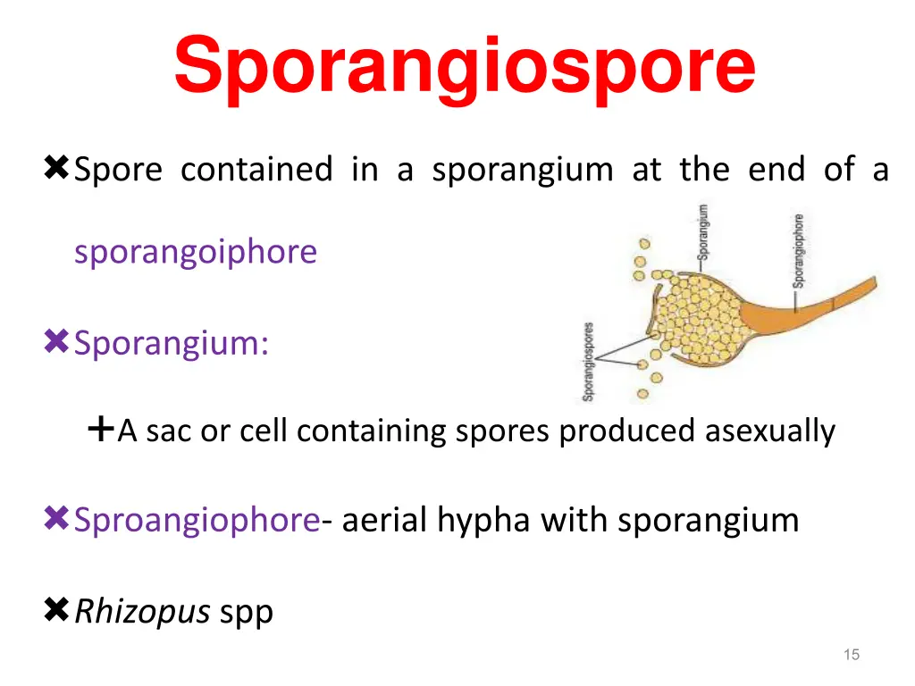 sporangiospore