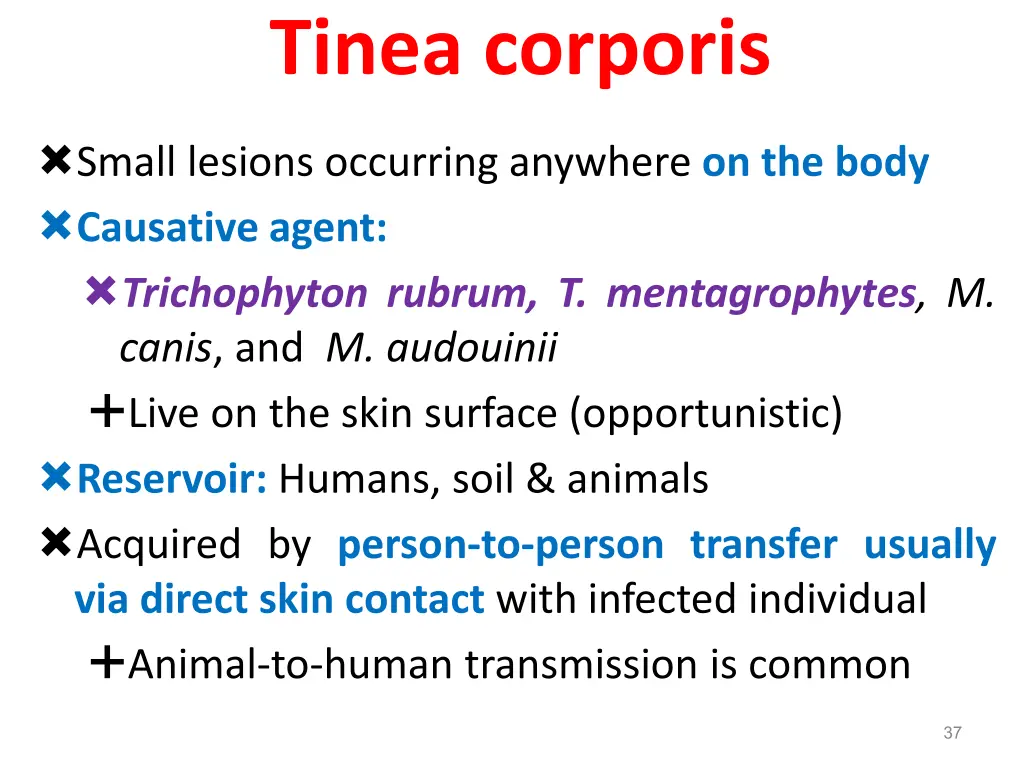 tinea corporis