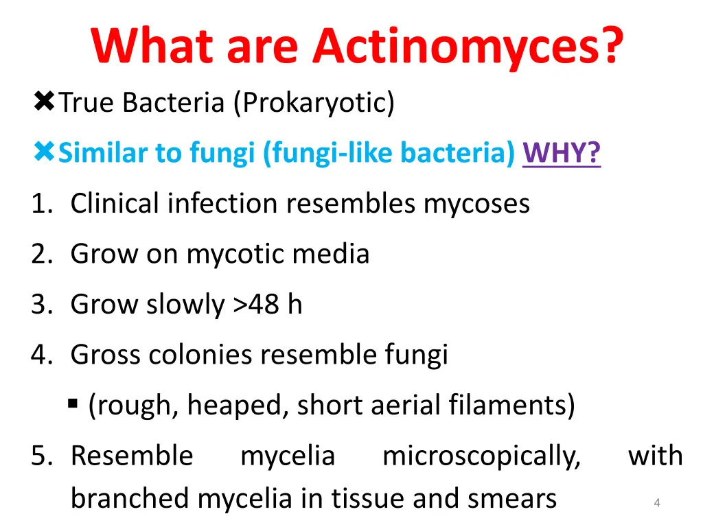 what are actinomyces true bacteria prokaryotic