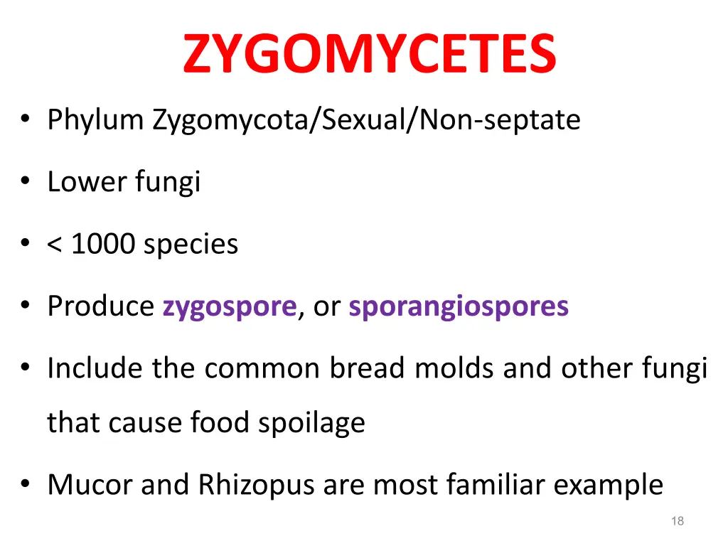 zygomycetes phylum zygomycota sexual non septate