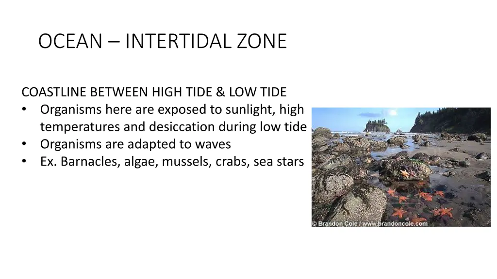 ocean intertidal zone