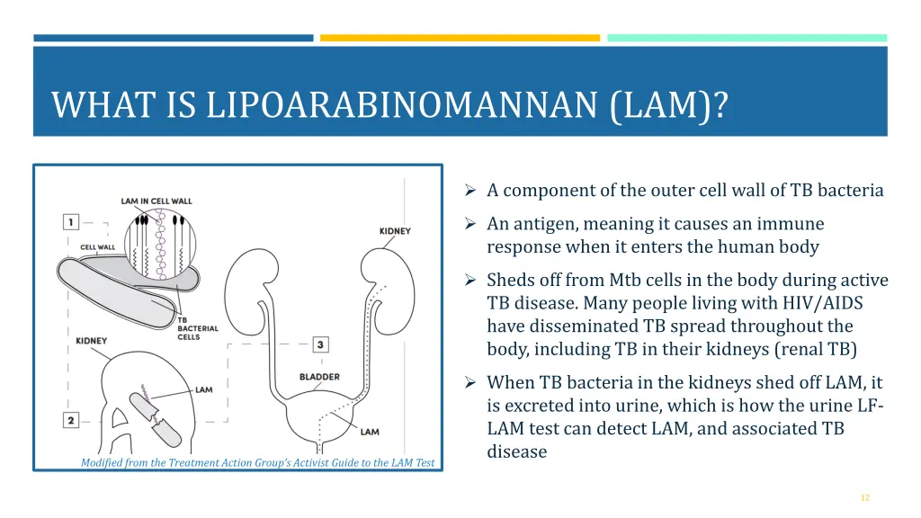 what is lipoarabinomannan lam