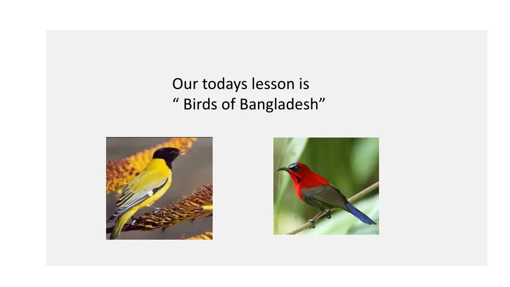 our todays lesson is birds of bangladesh