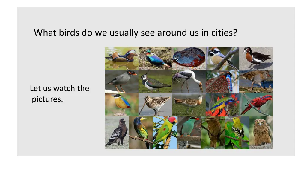 what birds do we usually see around us in cities